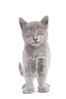 Nebelung: Cat - Nebelung Kitten