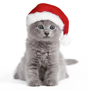 Nebelungs: Cat - Nebelung kitten wearing Christmas hat