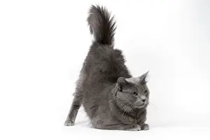 Arching: Cat - Nebelung in studio