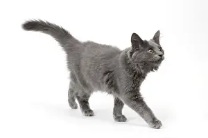Nebelungs: Cat - Nebelung in studio