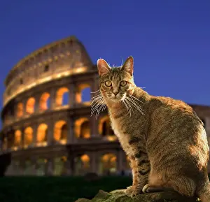 Coliseum: Cat - at night sitting by Coliseum in Rome - Italy