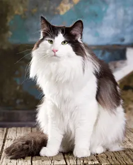 Norwegians: Cat - Norwegian