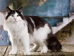 Norwegians: Cat - Norwegian