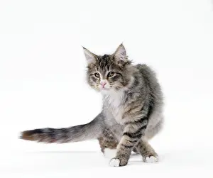 Norwegians: Cat Norwegian