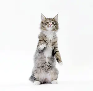 Norwegians: Cat Norwegian