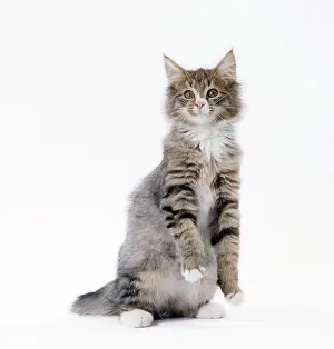 Norwegians: Cat Norwegian