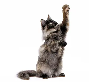 Norwegians: Cat Norwegian