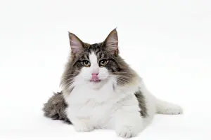 Norwegians: Cat Norwegian