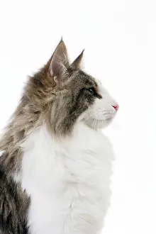 Norwegians: Cat Norwegian