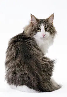 Norwegians: Cat Norwegian