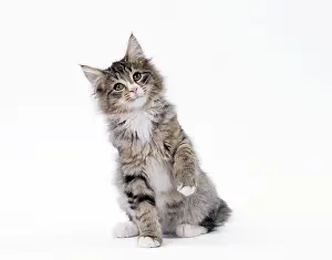 Cocked: Cat Norwegian