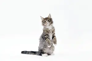 Norwegians: Cat Norwegian