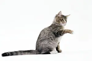Gestures: Cat Norwegian