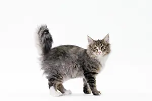 Norwegians: Cat Norwegian