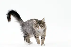 Norwegians: Cat Norwegian