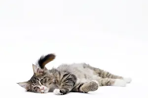 Norwegians: Cat Norwegian