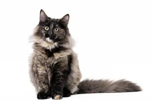 Norwegians: Cat Norwegian