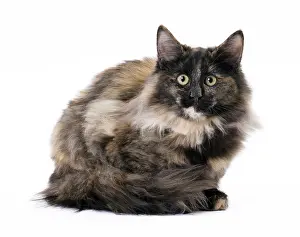 Norwegians: Cat Norwegian