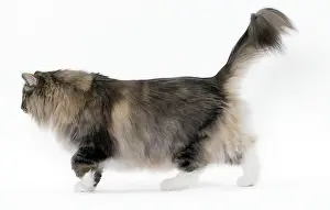 Norwegians: Cat Norwegian