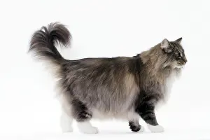 Norwegians: Cat Norwegian