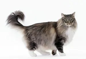 Norwegians: Cat Norwegian