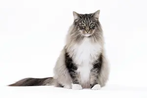 Norwegians: Cat Norwegian