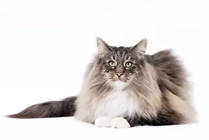 Norwegians: Cat Norwegian