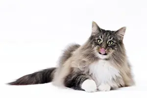 Norwegians: Cat Norwegian