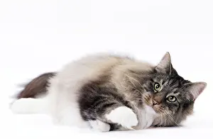 Norwegians: Cat Norwegian