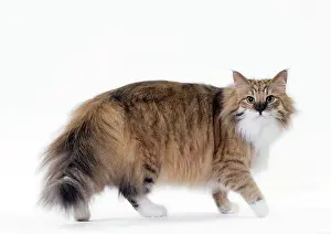 Norwegians: Cat Norwegian
