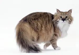 Norwegians: Cat Norwegian