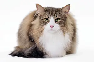 Norwegians: Cat Norwegian