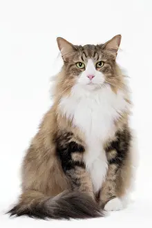 Norwegians: Cat Norwegian