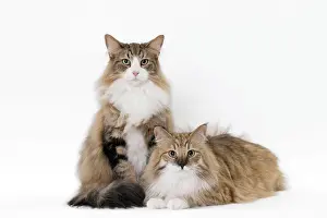 Norwegians: Cat Norwegian
