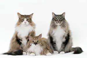 Norwegians: Cat Norwegian