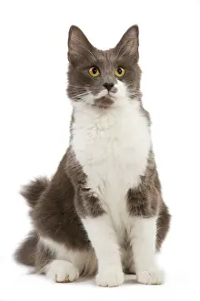 Norwegiann: Cat - Norwegian Forest Bicolor Cat