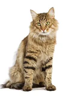 Norwegiann: Cat - Norwegian Forest Brown Tabby Cat