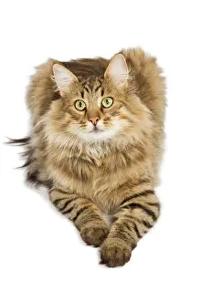 Norwegiann: Cat - Norwegian Forest Brown Tabby Cat