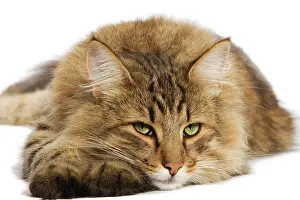 Norwegiann: Cat - Norwegian Forest Brown Tabby Cat