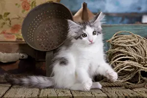 String: Cat - Norwegian Forest Cat - 10 week old Kitten