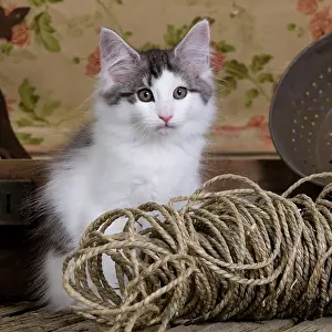 String: Cat - Norwegian Forest Cat - 10 week old Kitten
