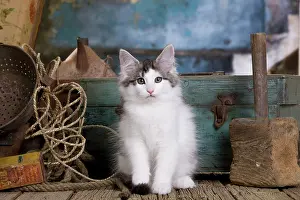 String: Cat - Norwegian Forest Cat - 10 week old Kitten
