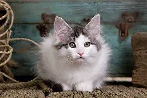 String: Cat - Norwegian Forest Cat - 10 week old Kitten