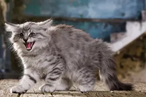 Stance: Cat - Norwegian Forest Cat - 10 week old Kitten