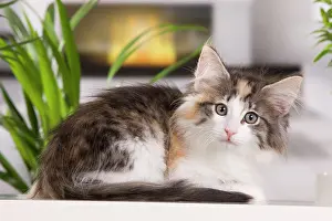 Skogkatt: Cat - Norwegian Forest Cat - 10 weeks old Kitten