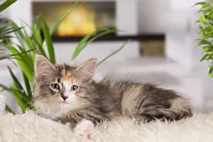 Skogkatt: Cat - Norwegian Forest Cat - 10 weeks old Kitten