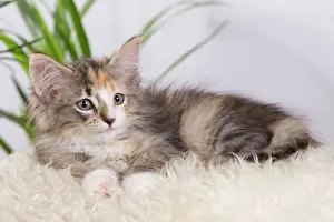 Skogkatt: Cat - Norwegian Forest Cat - 10 weeks old Kitten