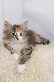 Skogkatt: Cat - Norwegian Forest Cat - 10 weeks old Kitten