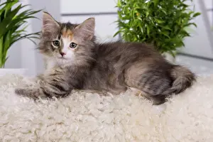 Skogkatt: Cat - Norwegian Forest Cat - 10 weeks old Kitten