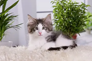 Skogkatt: Cat - Norwegian Forest Cat - 10 weeks old Kitten